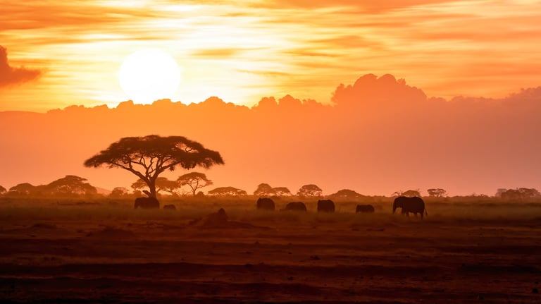 Kenya sunset safari departure