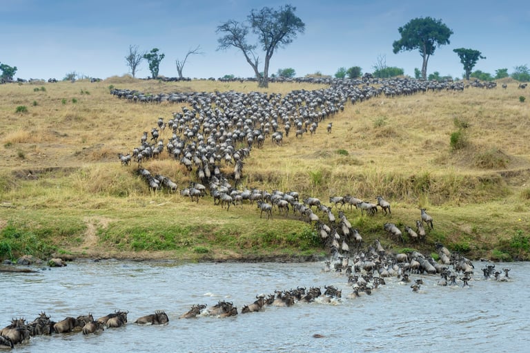 Mara River crossing