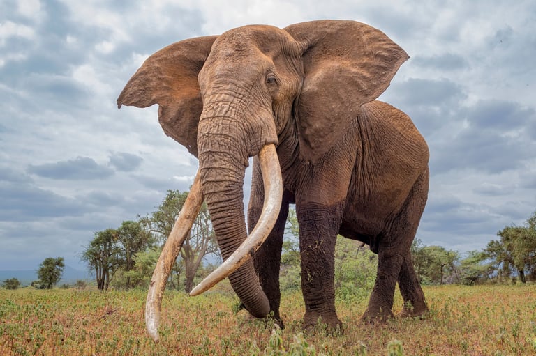 Elephant in Tarangire National Park Tanzania