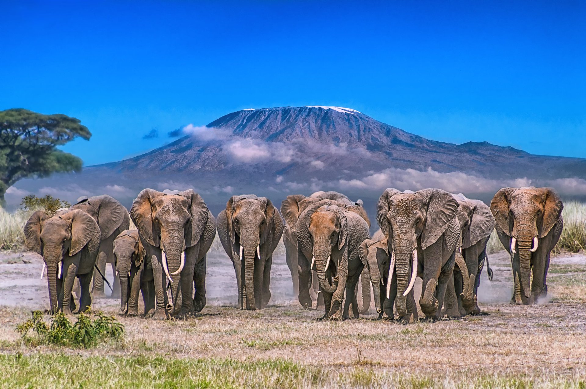 Luxury safaris