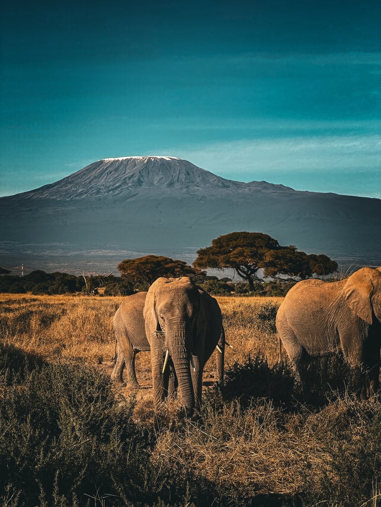 Amboseli game viewing at sunrise