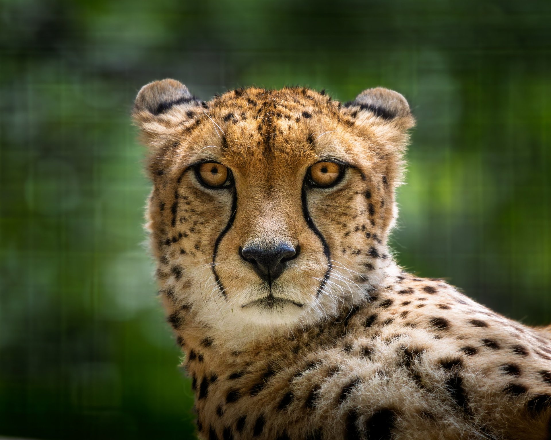 Close up of a cheetah laying in the dirt looking at the camera in the African savanna