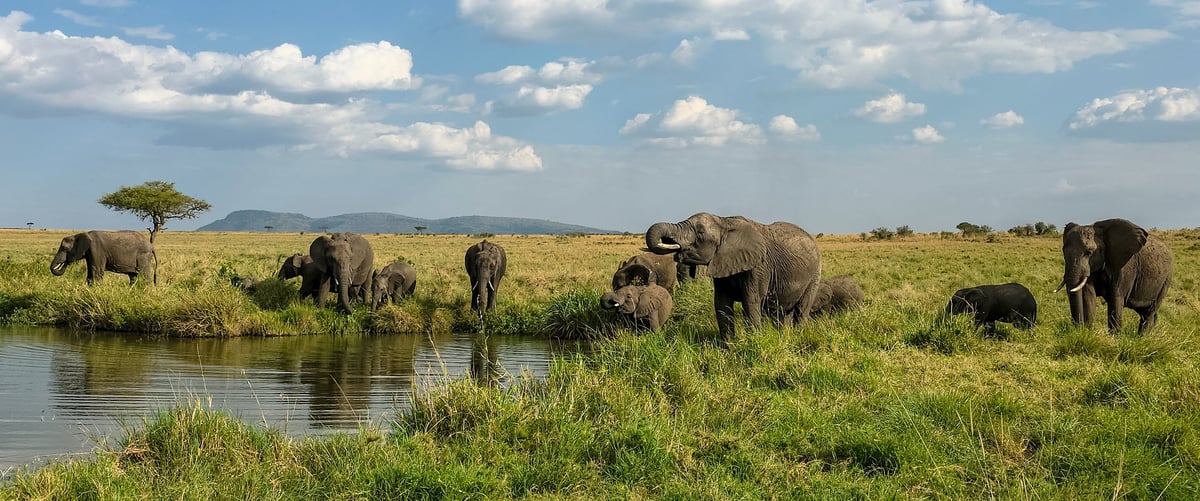 Elephants at Samburu National Reserve Kenya