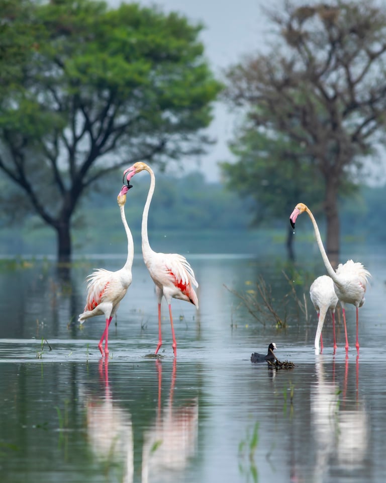Flamingos at Lake Manyara National Park