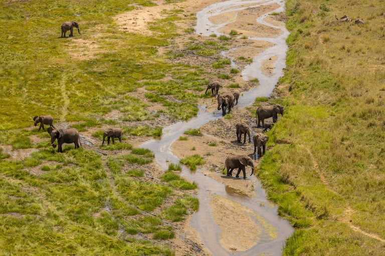 Elephant in Samburu wilderness