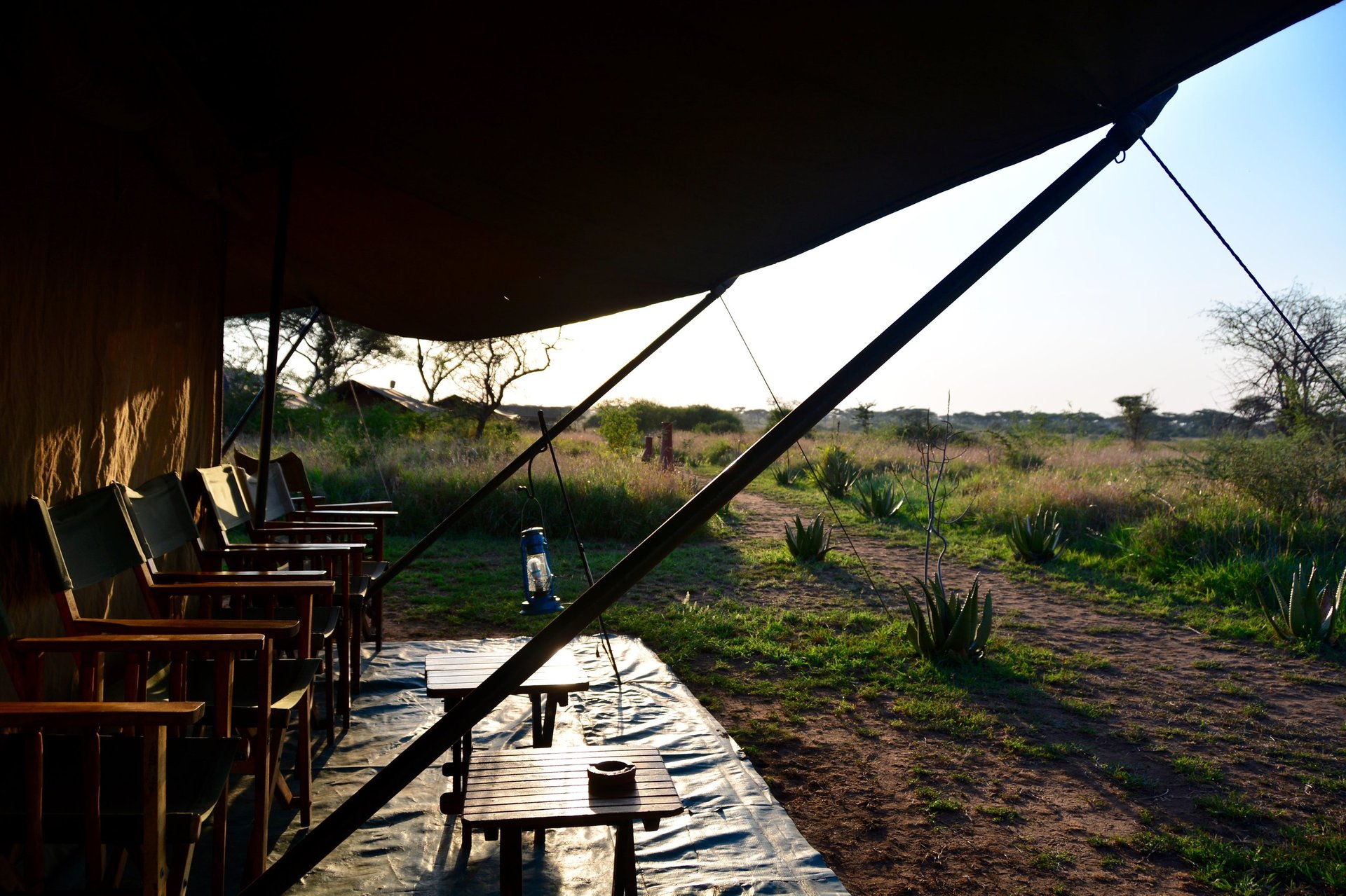 Honeymoon safari